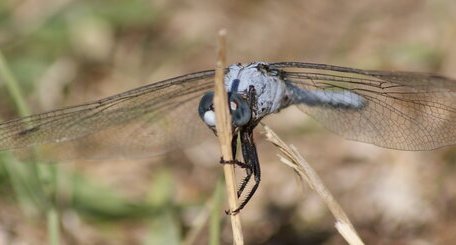 Orthetrum brunneum - mâle