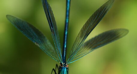 Calopteryx splendens