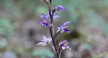 Limodore à feuille avortée