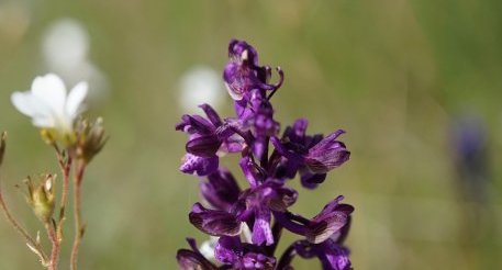 Orchis bouffon - sous réserve