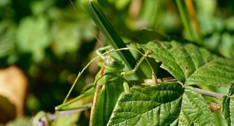 Grande sauterelle verte