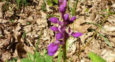 Orchis mâle