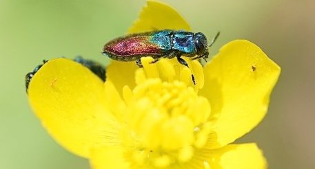 Anthaxia salicis - sous réserve