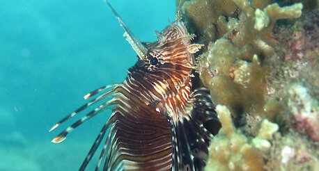 Rascasse volante (Pterois sp.)