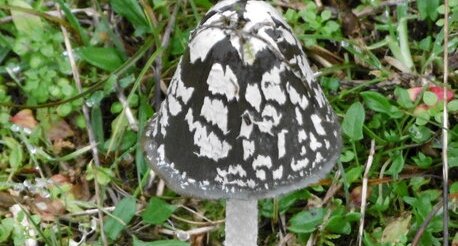 Coprin pie (Coprinus picaceus)