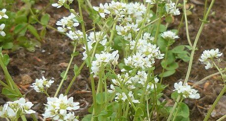 Cochléaire officinale ou cranson