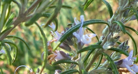 Romarin en fleurs