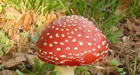 Champignon amanite tue-mouches