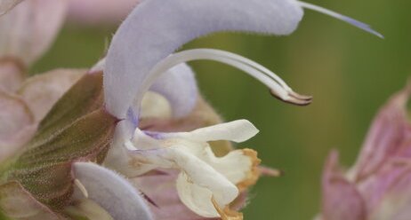 Salvia sclarea