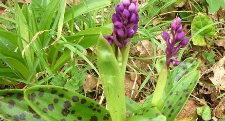 Orchis mâle