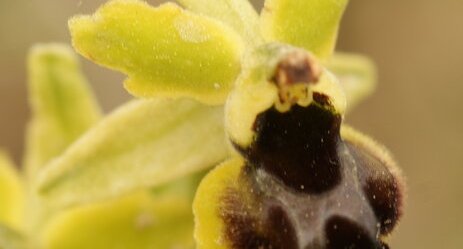 Ophrys araneola