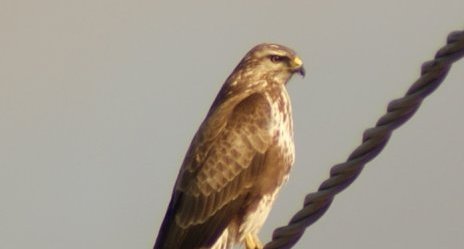 Buse variable