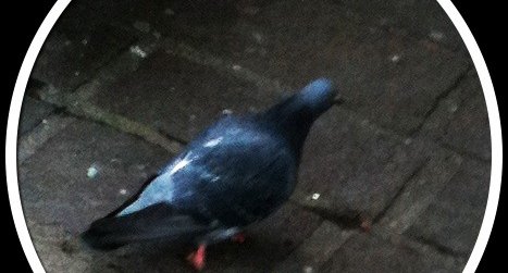 Pigeon