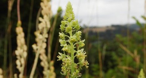 Reseda des teinturiers