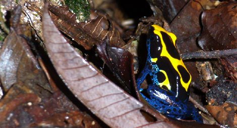 Dendrobate à tapirer - Dendrobates tinctorius