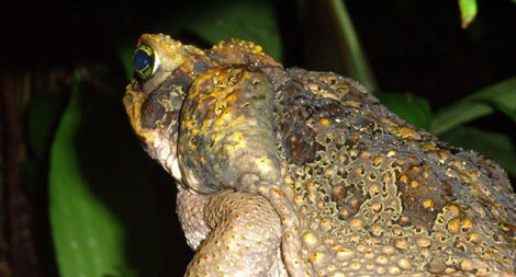 Crapaud buffle - Rhinella marina