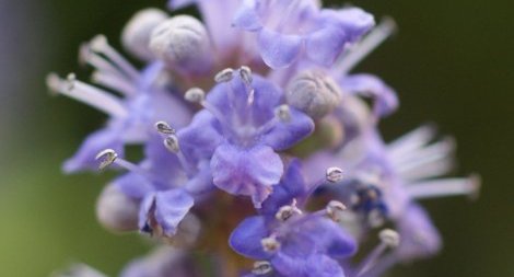 Fleurs de vitex