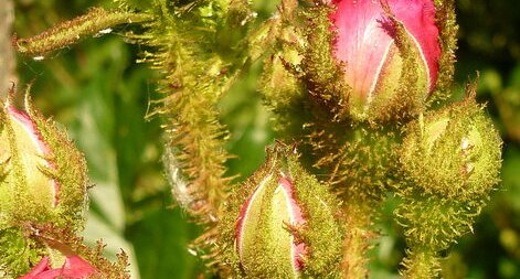 Rosa rugosa en bouton