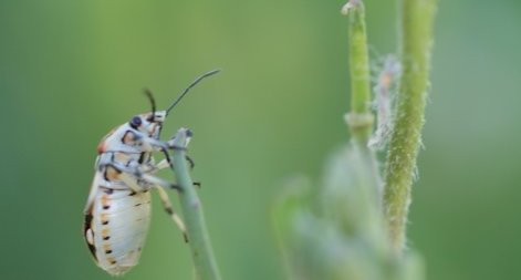 Eurydema ornata mâle - de 3/4