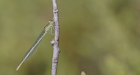 Agrion de Vander Linden - femelle