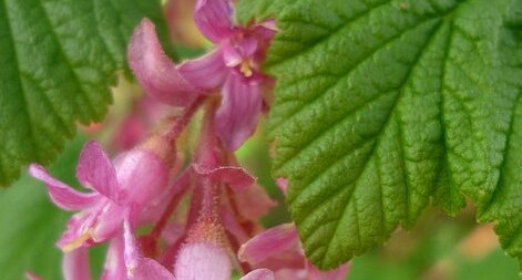 Groseiller fleurs ou faux cassis