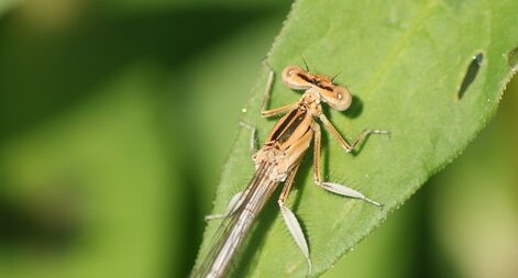 Platycnemis latipes - mâle