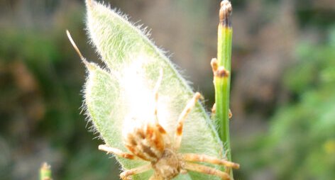 Araignée crabe "Xysticus Cristatus"