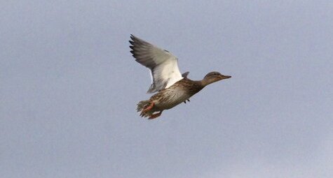 Canard chipeau femelle - sous réserve