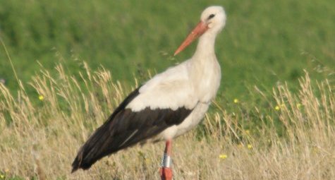 Cigogne blanche