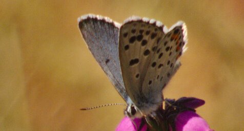 Azuré du thym Pseudophilotes baton