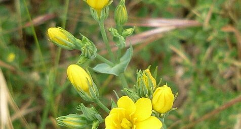 Chlora perfoliée (blackstonia perfoliata)