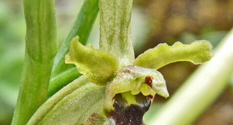 Ophrys (orchidée)