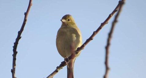 Pinson des arbres femelle