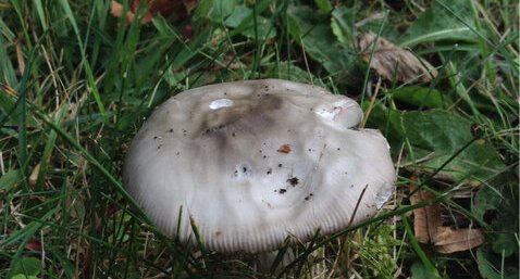 Champignon : qui es tu ?