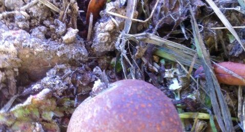 corme, fruit du Cormier / Sorbus domestica L.