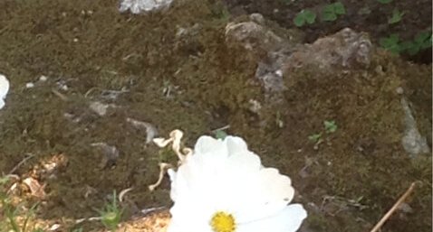 des fleurs blanches