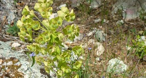 Euphorbe characias