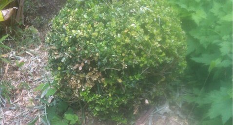 Buxus sempervirens ou Buis commun