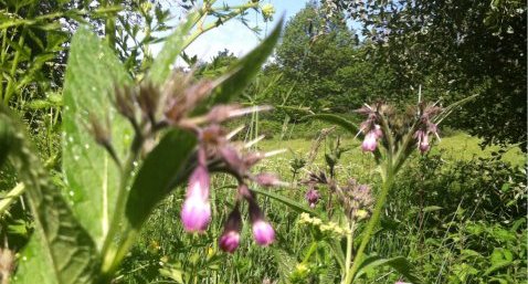 Consoude officinale