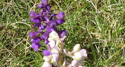 Orchis bouffons