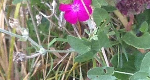 Lychnis coronaria