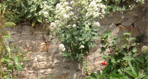 Les plantes de Roscoff