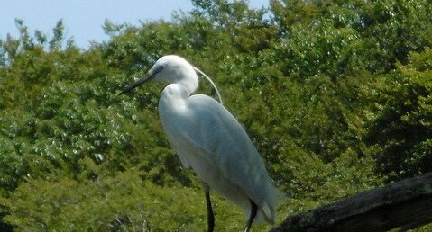 Aigrette garzette à l'affût