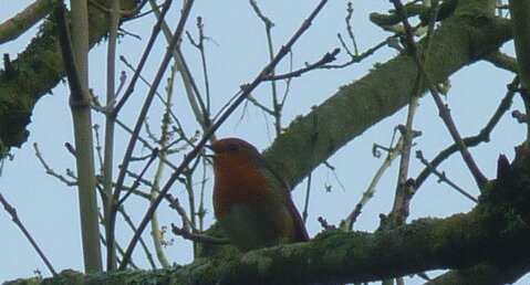 Rouge-gorge familier