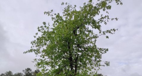 Quercus robur