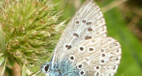 Papillon "argus bleu nacré"