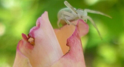 Misumena vatia