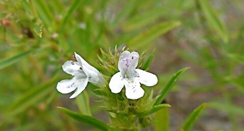 Satureja montana