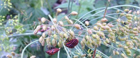 Punaise Arlequin, Graphosoma italicum