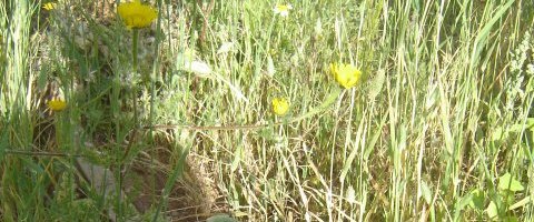 Papaver rhoeas